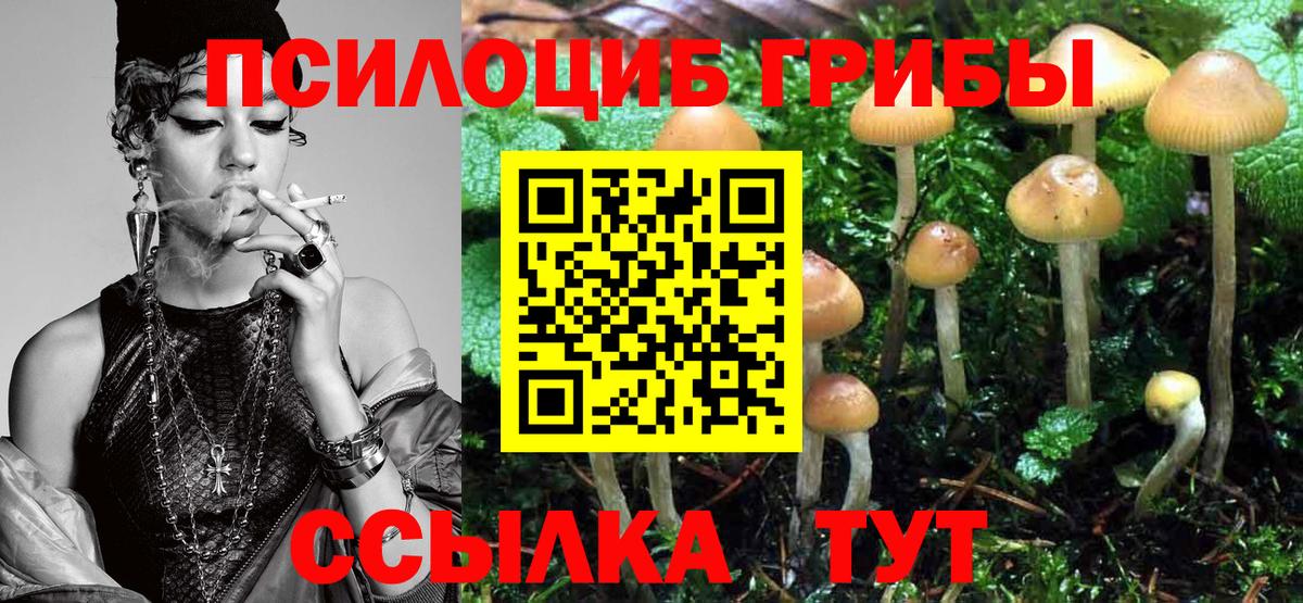 Псилоцибиновые грибы Cubensis Сальск